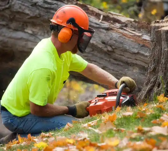 tree services Bayou Vista